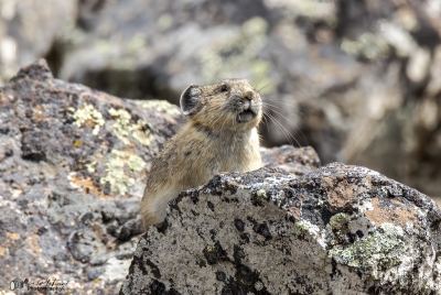 Pika Yellowstone NP May 2025